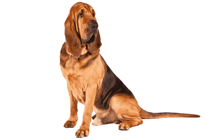 Bloodhound-dog.png