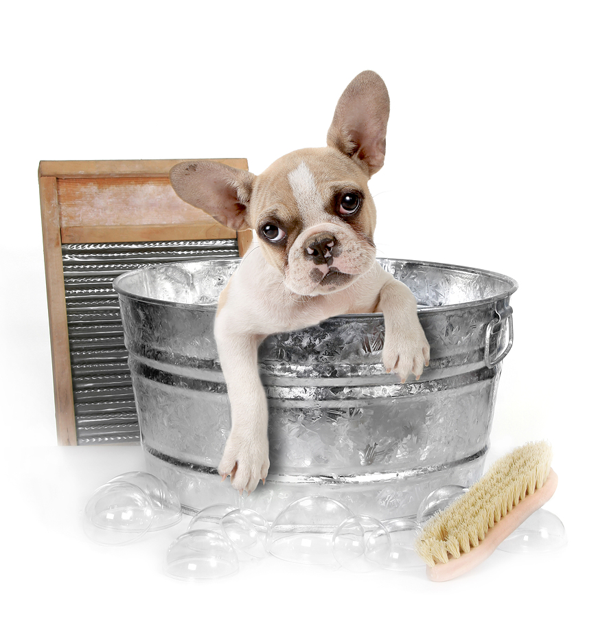 about-us-kc-dog-grooming.jpg