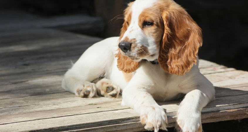 Higijena i ulepšavanje psa – Šta je bitno?