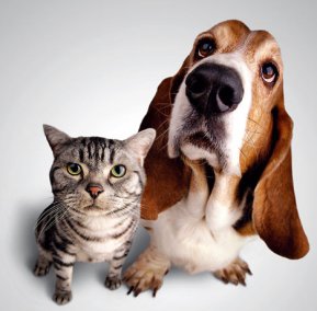Ko ima bolje čulo mirisa mačka ili pas i zašto?
