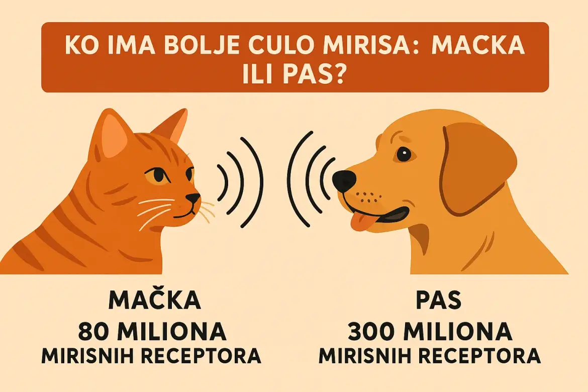 Ko-ima-bolje-culo-mirisa-macka-ili-pas-i-zasto.webp
