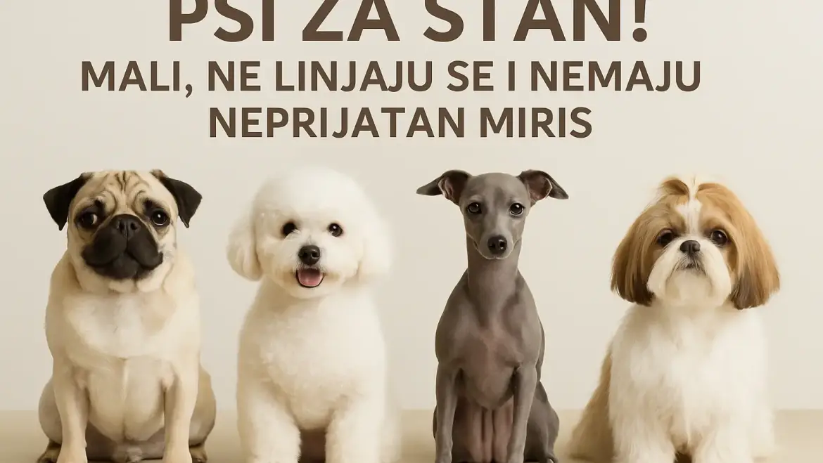 Psi za stan! Mali, ne linjaju se i nemaju neprijatan miris.